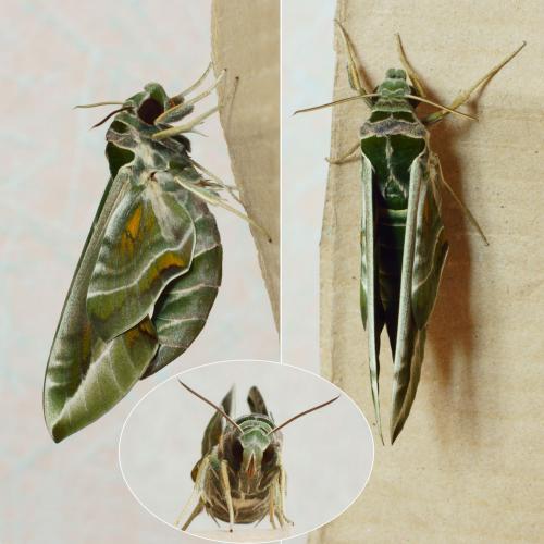 Daphnis nerii